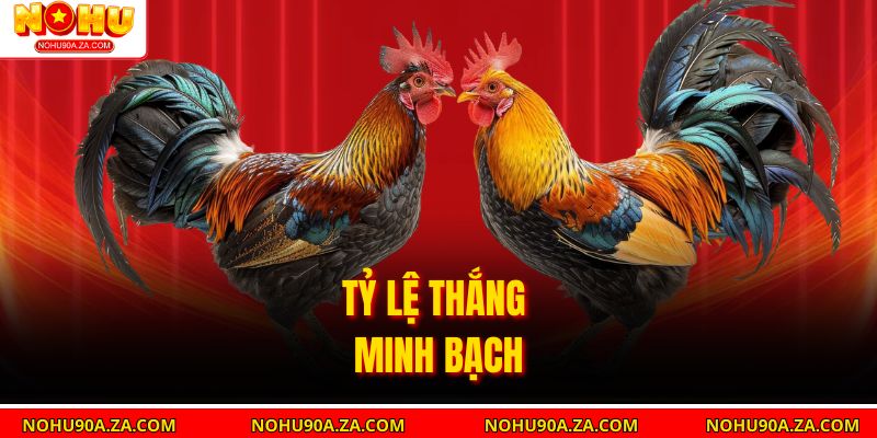 Đá Gà Nohu90 – Trải Nghiệm Cá Cược Trực Tuyến An Toàn, Hấp Dẫn 4 Tỷ lệ thắng minh bạch
